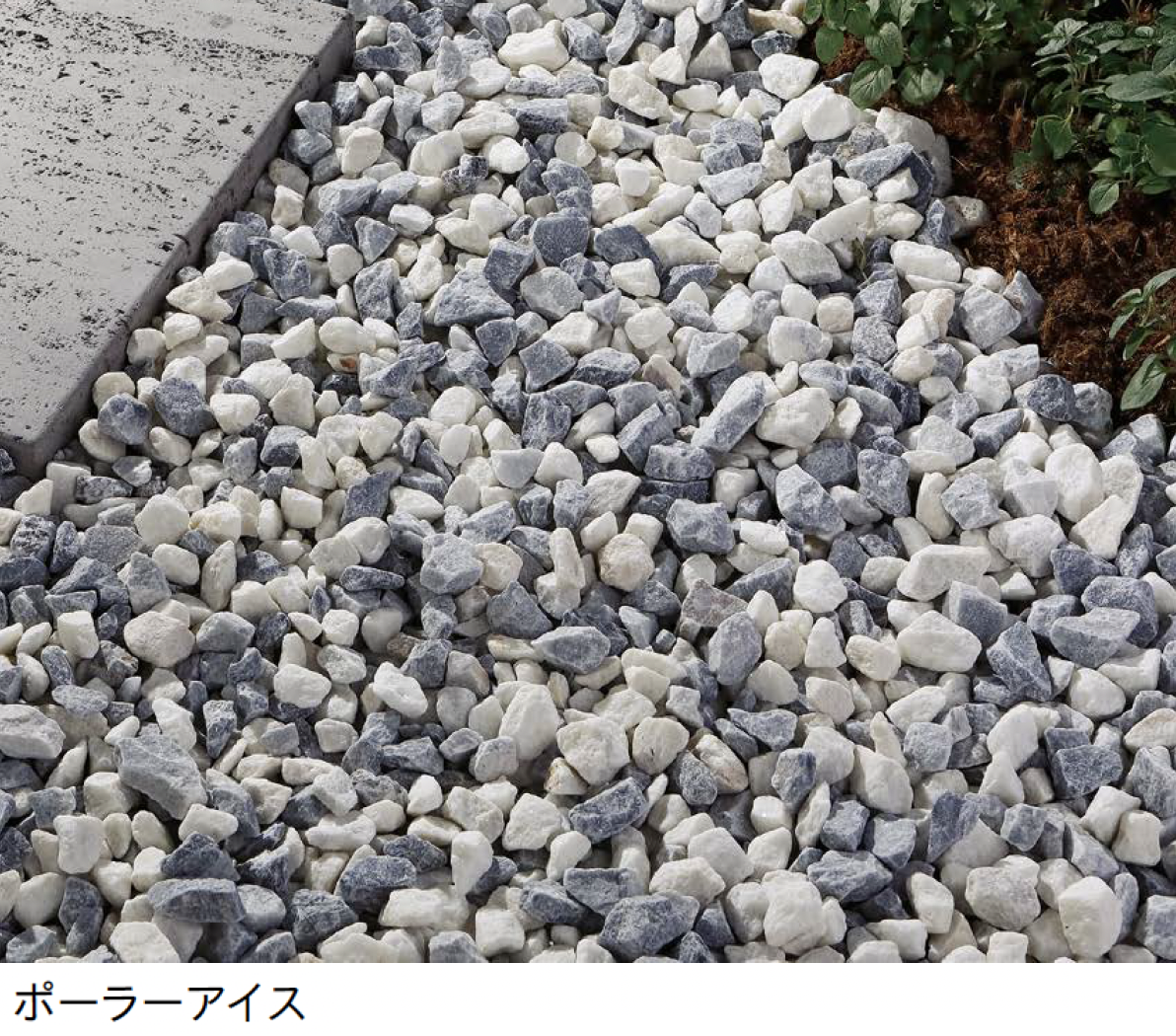 メゾンクリークの化石 1級品 アカンソテルソン 本物保証 メゾン