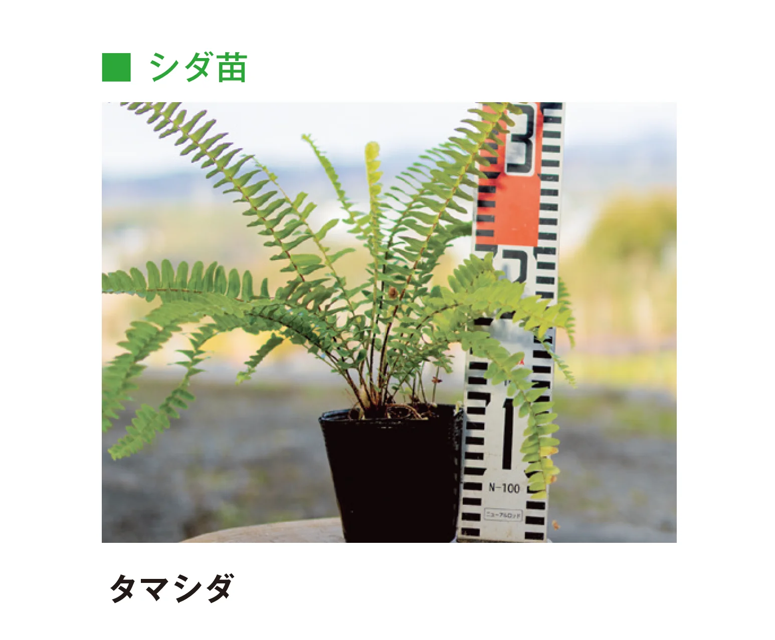メイクランドの「草木・苗木」のサブ画像9