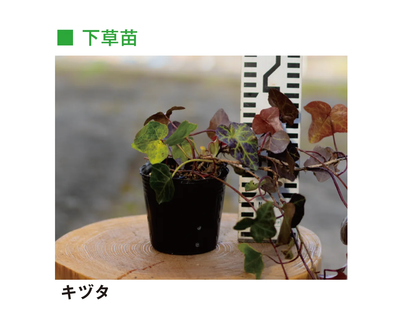 メイクランドの「草木・苗木」のサブ画像29