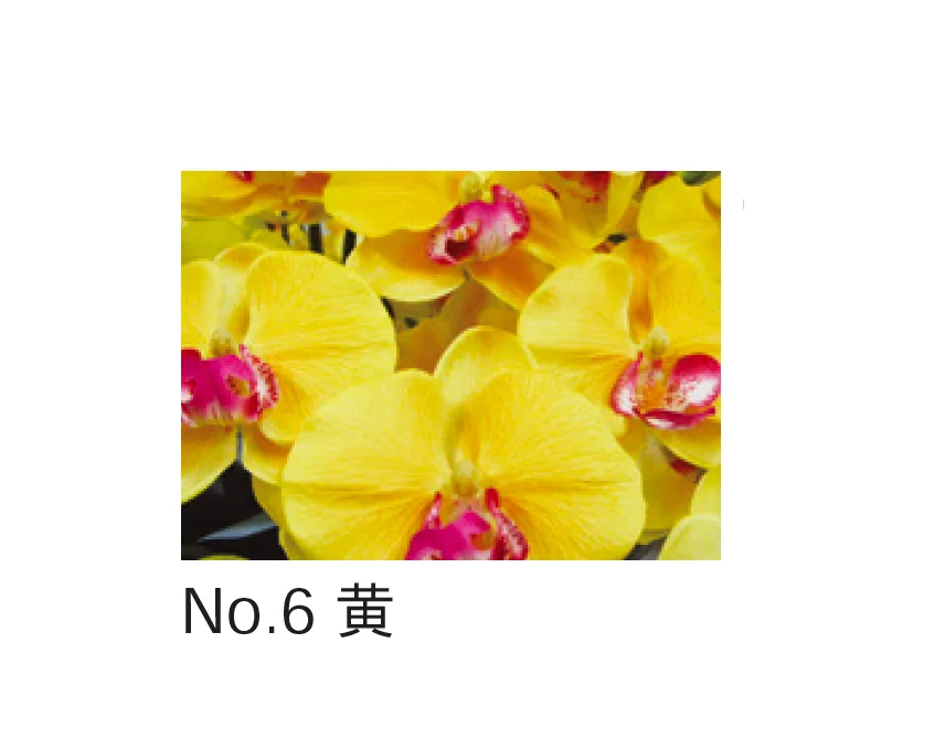 Bullsの「アートフラワー 胡蝶蘭」のサブ画像6