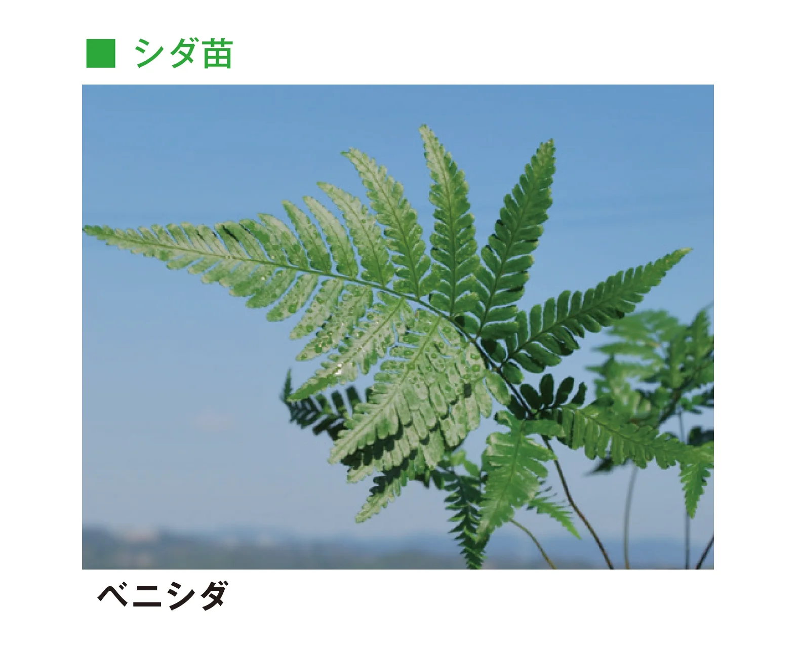 メイクランドの「草木・苗木」のサブ画像14