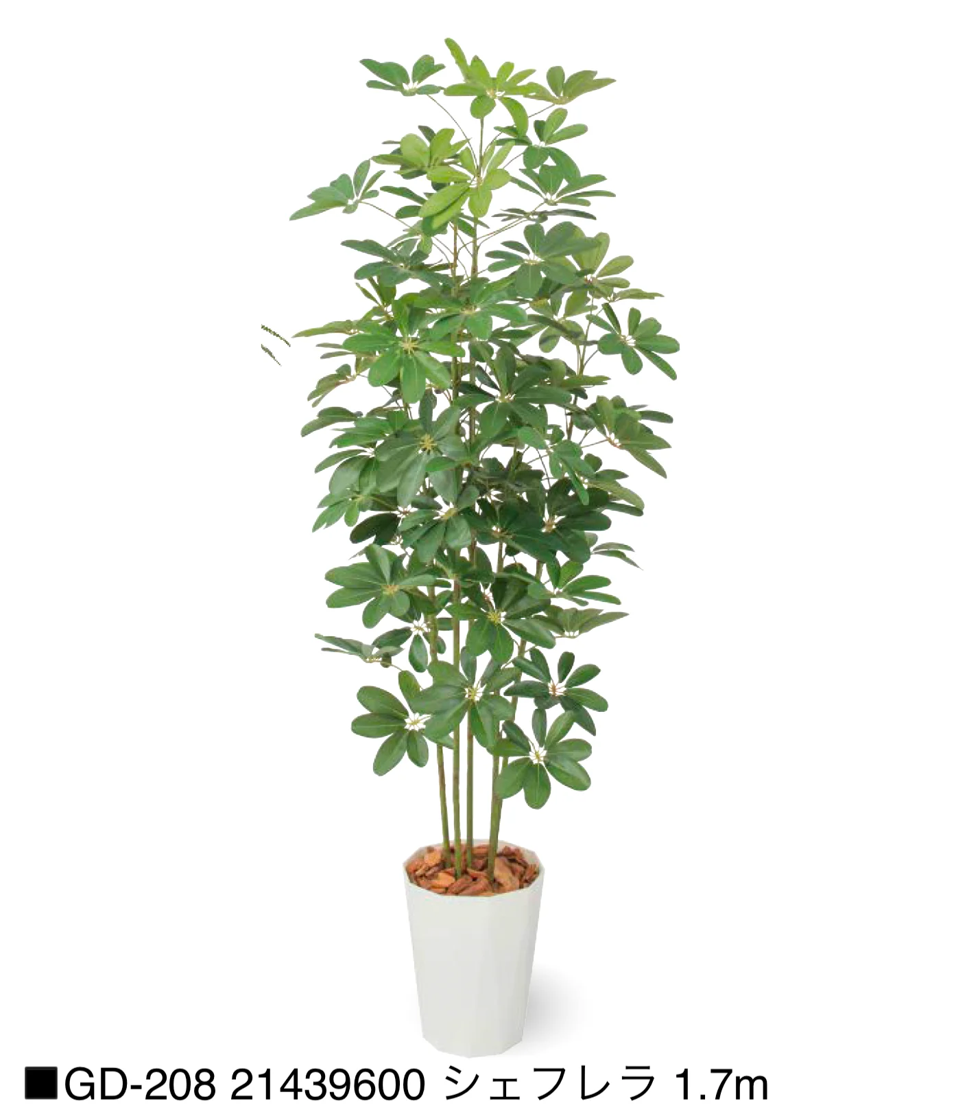 タカショーの「観葉植物【2025年版】」のサブ画像23