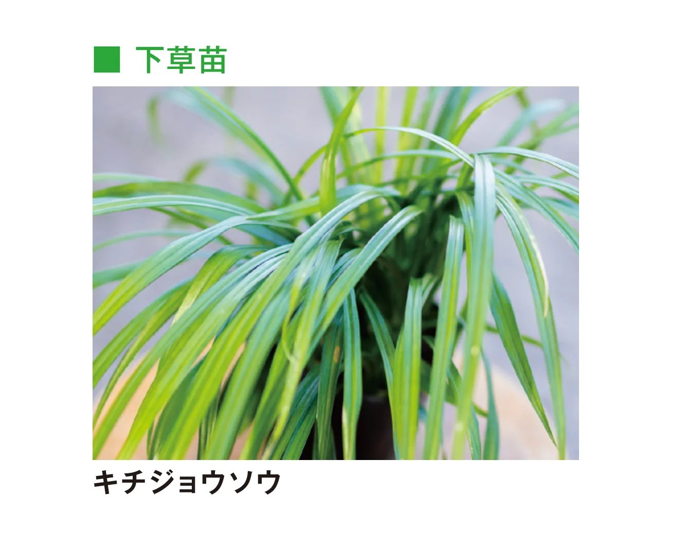 メイクランドの「草木・苗木」のサブ画像27