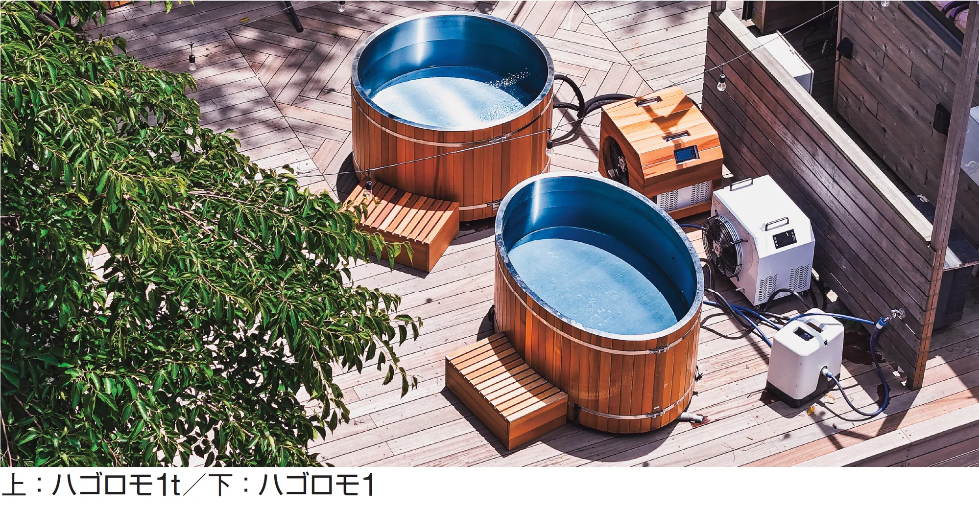 ギャザーの「ハゴロモ1」