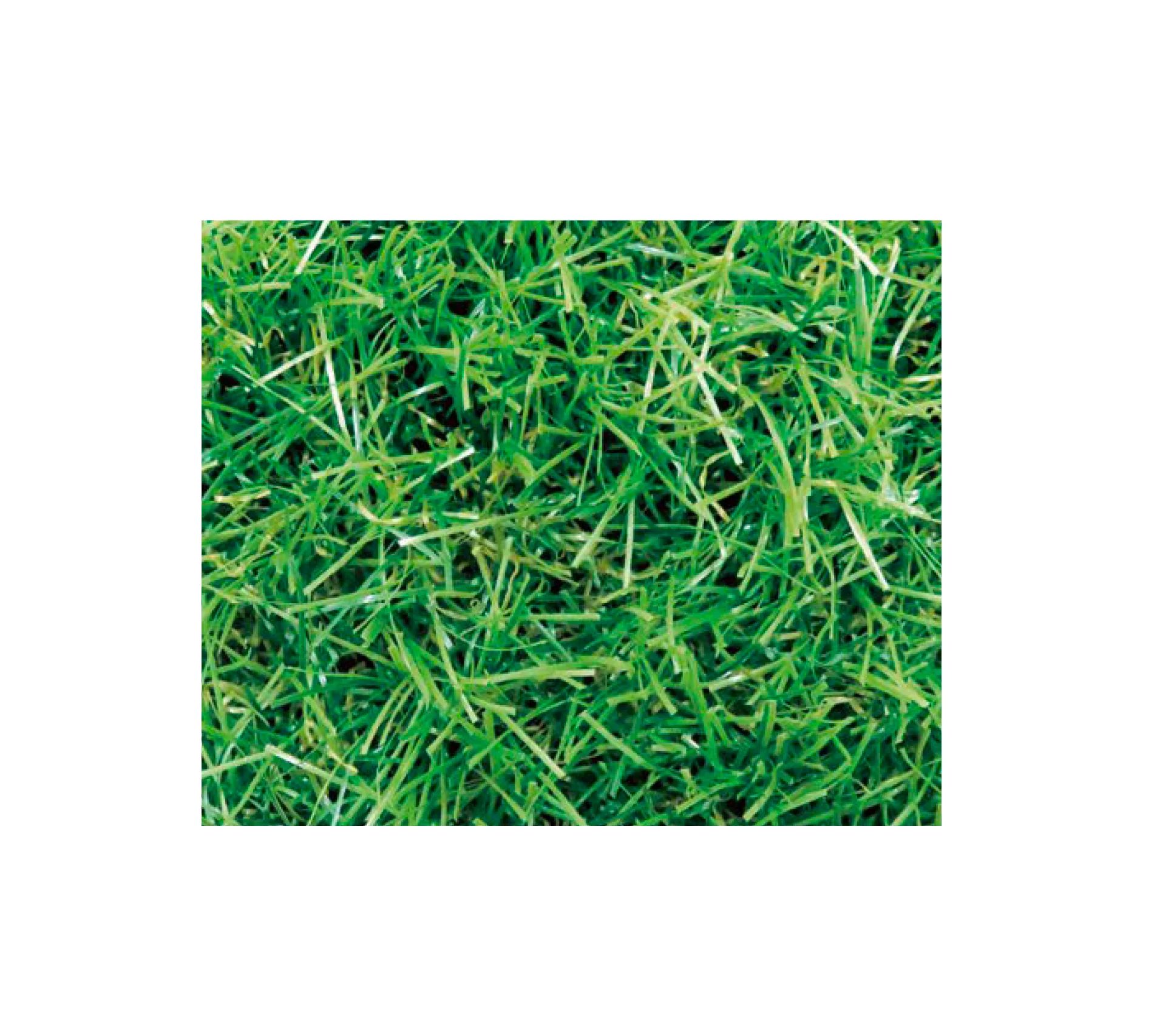 アイランドの「クローバーターフ THE TURF」のサブ画像1