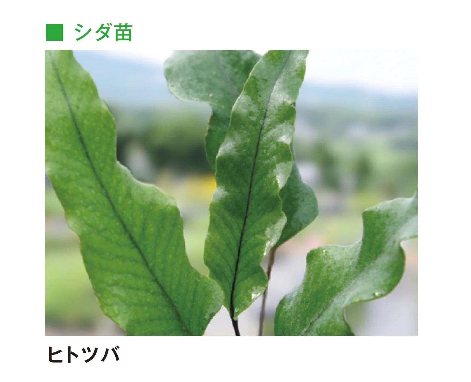 メイクランドの「草木・苗木」のサブ画像12