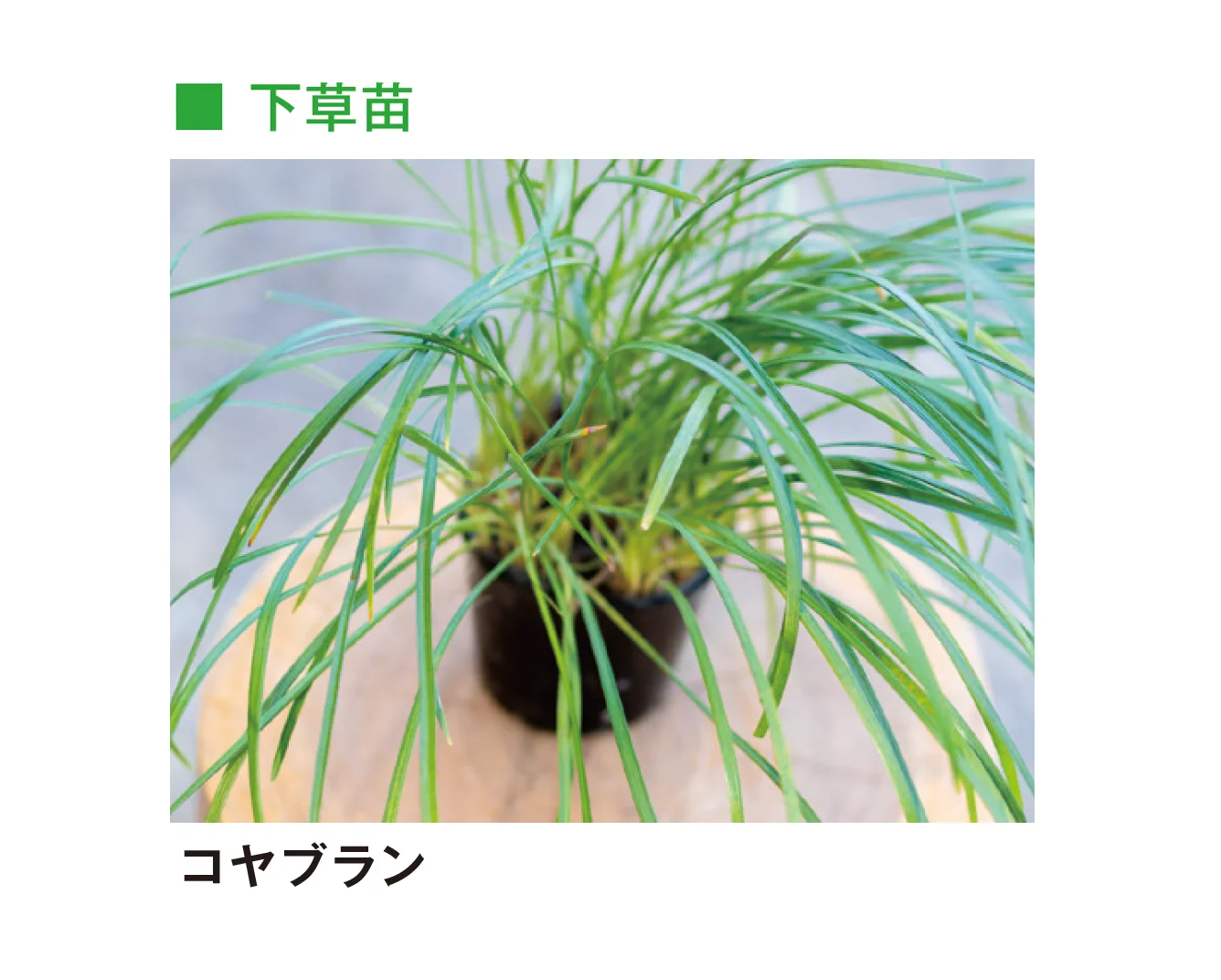 メイクランドの「草木・苗木」のサブ画像33