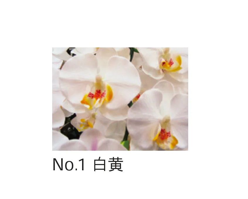 Bullsの「アートフラワー 胡蝶蘭」のサブ画像1