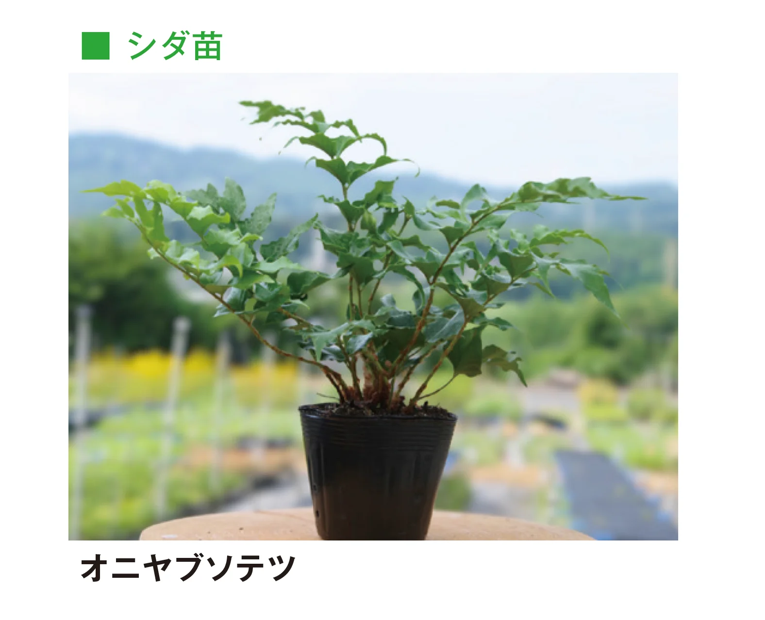 メイクランドの「草木・苗木」のサブ画像3