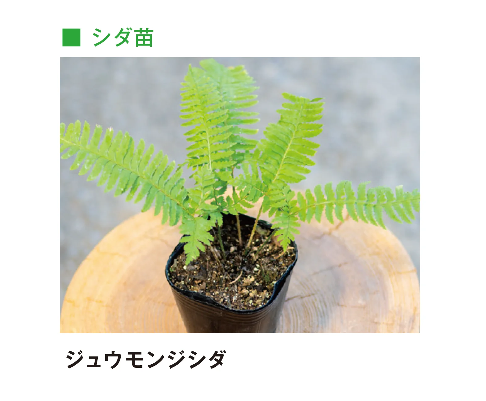 メイクランドの「草木・苗木」のサブ画像7