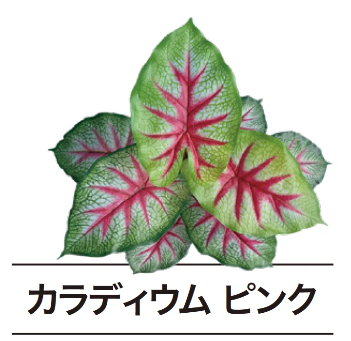 ゆとりの「ぴたっとグリーン【2024年版】」のサブ画像17