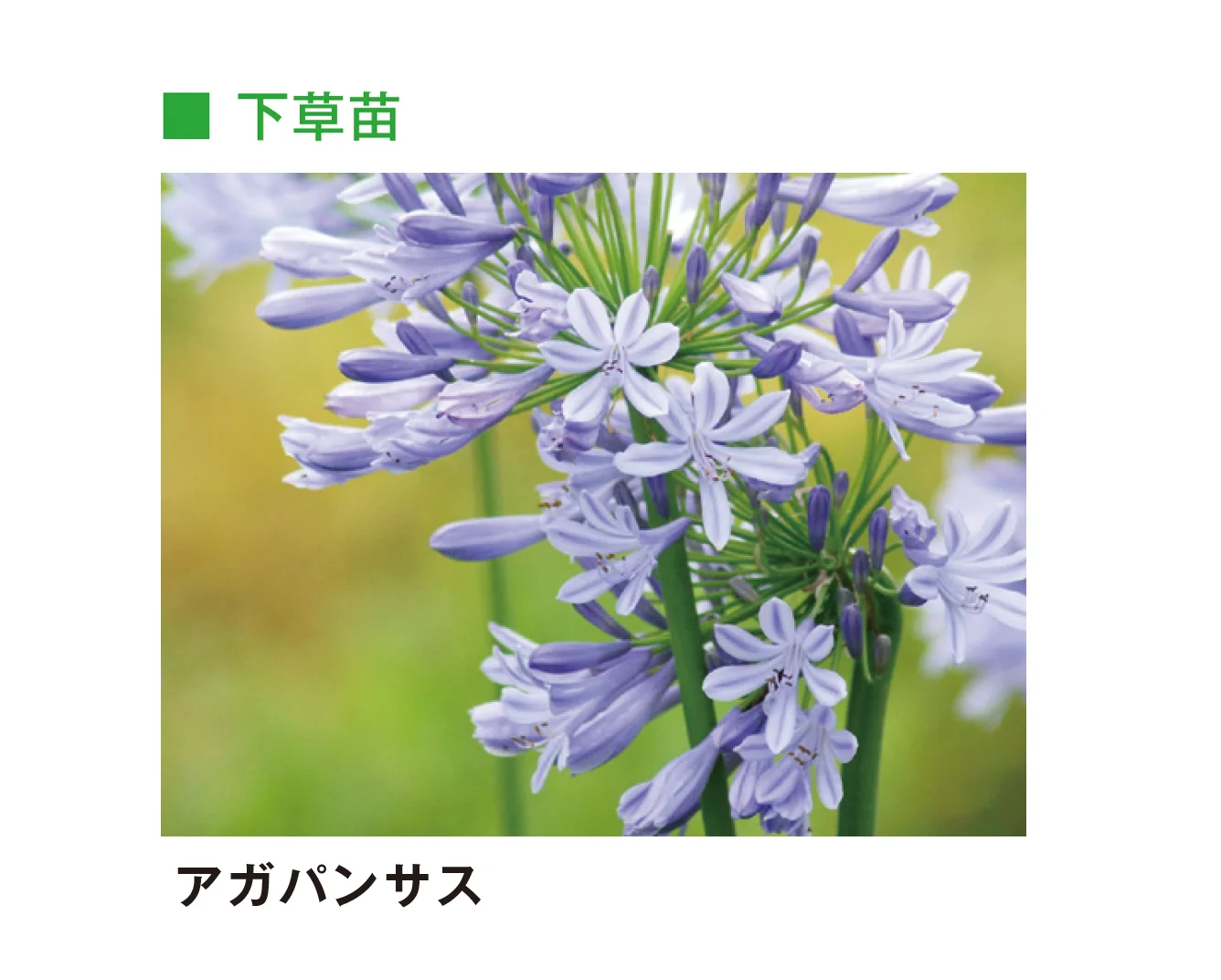 メイクランドの「草木・苗木」のサブ画像18