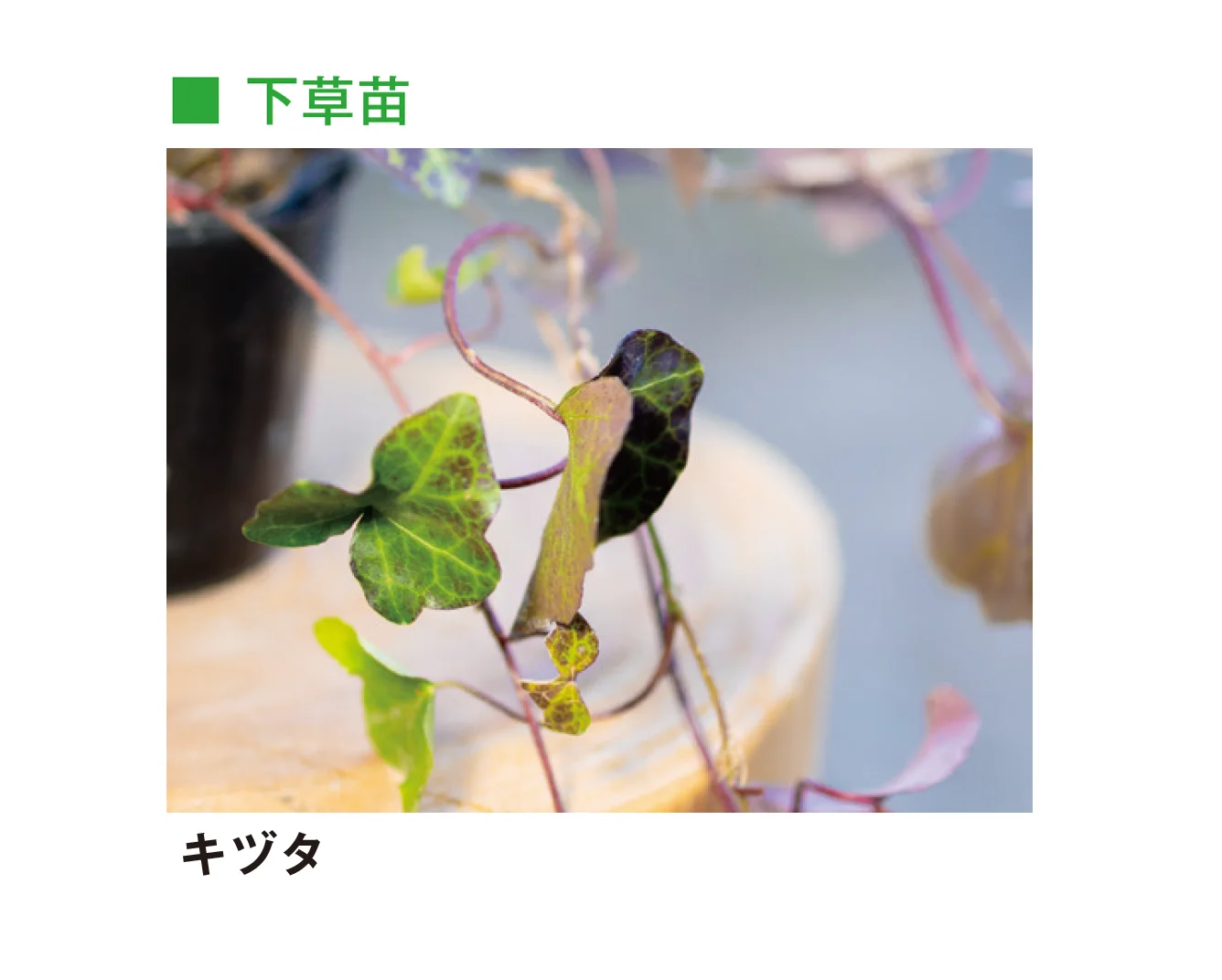 メイクランドの「草木・苗木」のサブ画像31