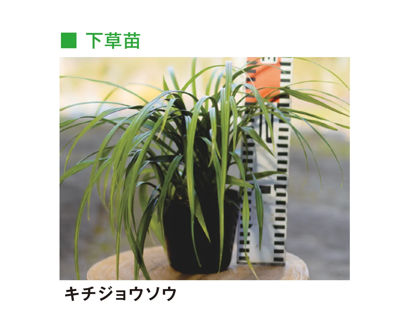 メイクランドの「草木・苗木」のサブ画像26