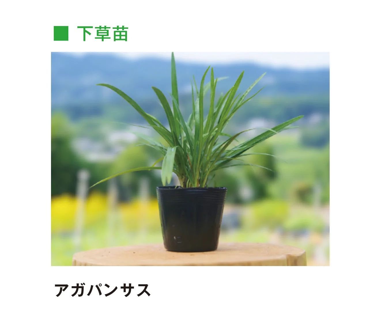 メイクランドの「草木・苗木」のサブ画像17