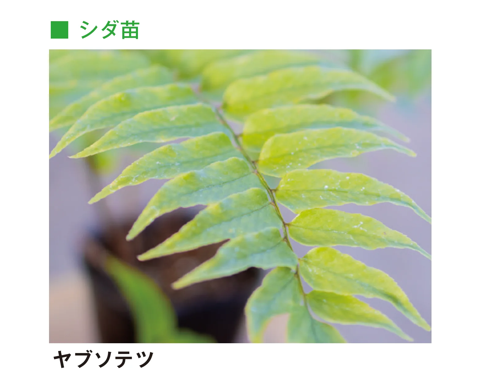 メイクランドの「草木・苗木」のサブ画像16