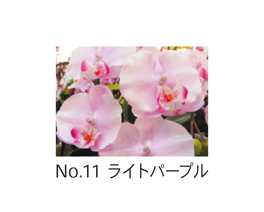 Bullsの「アートフラワー 胡蝶蘭」のサブ画像11