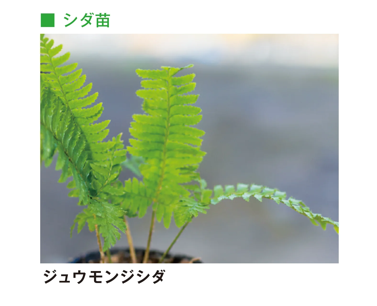 メイクランドの「草木・苗木」のサブ画像8