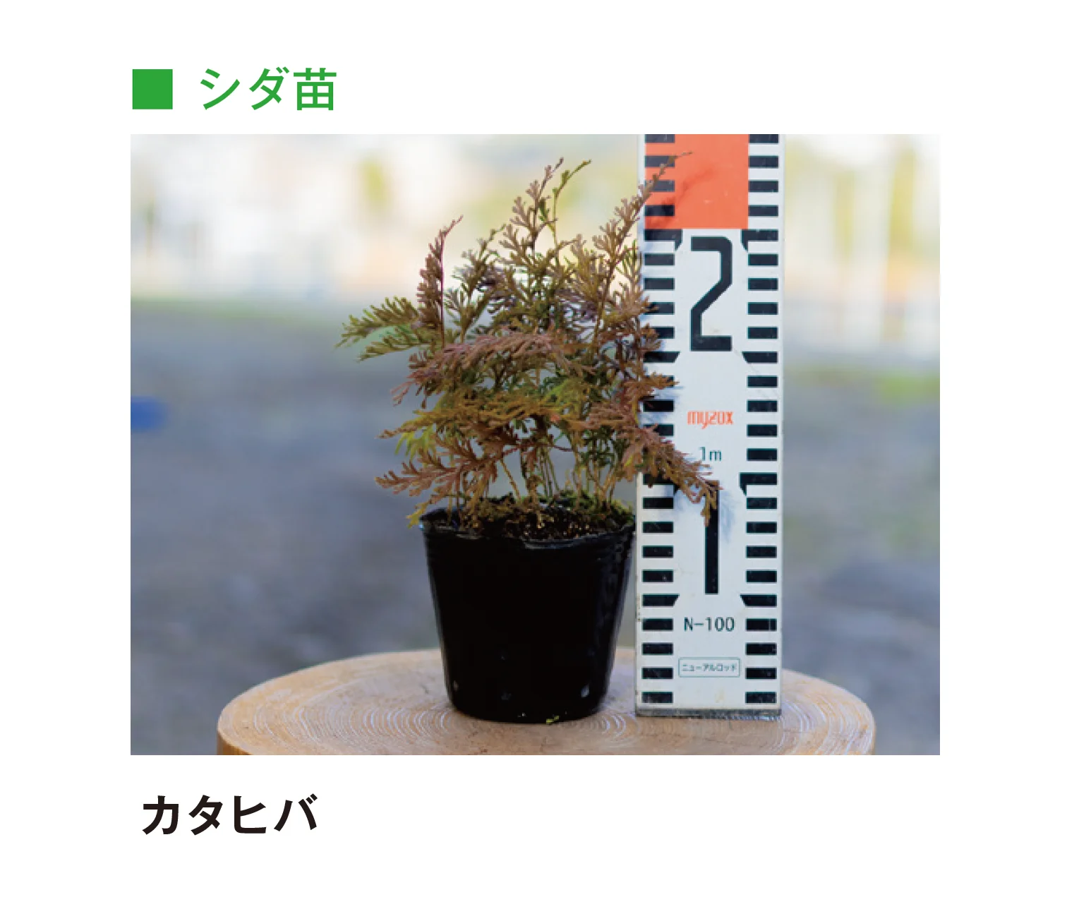 メイクランドの「草木・苗木」のサブ画像5