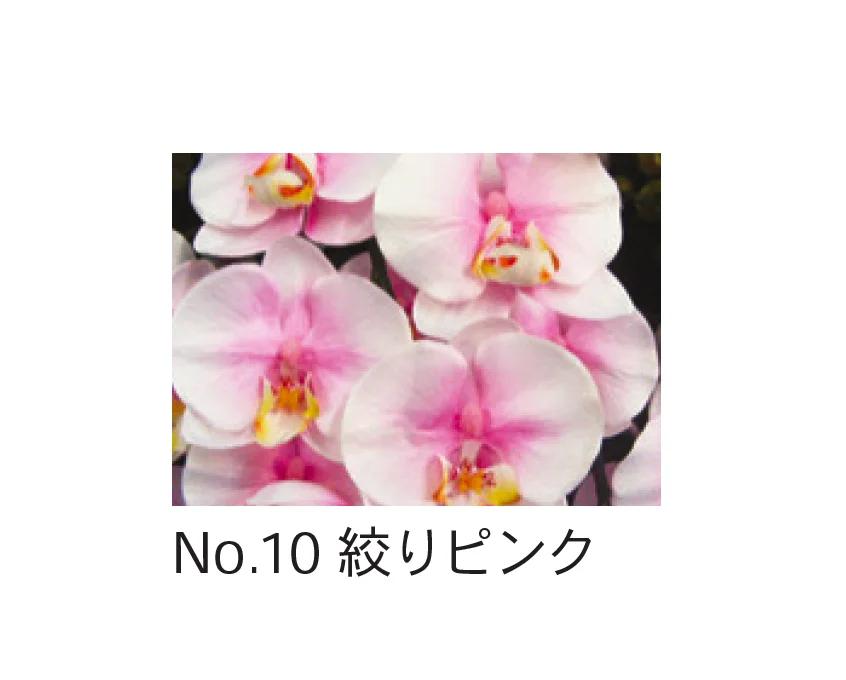Bullsの「アートフラワー 胡蝶蘭」のサブ画像10