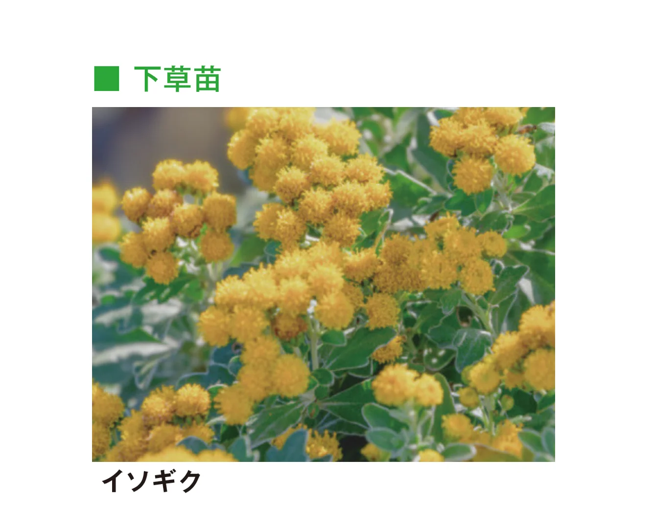 メイクランドの「草木・苗木」のサブ画像21