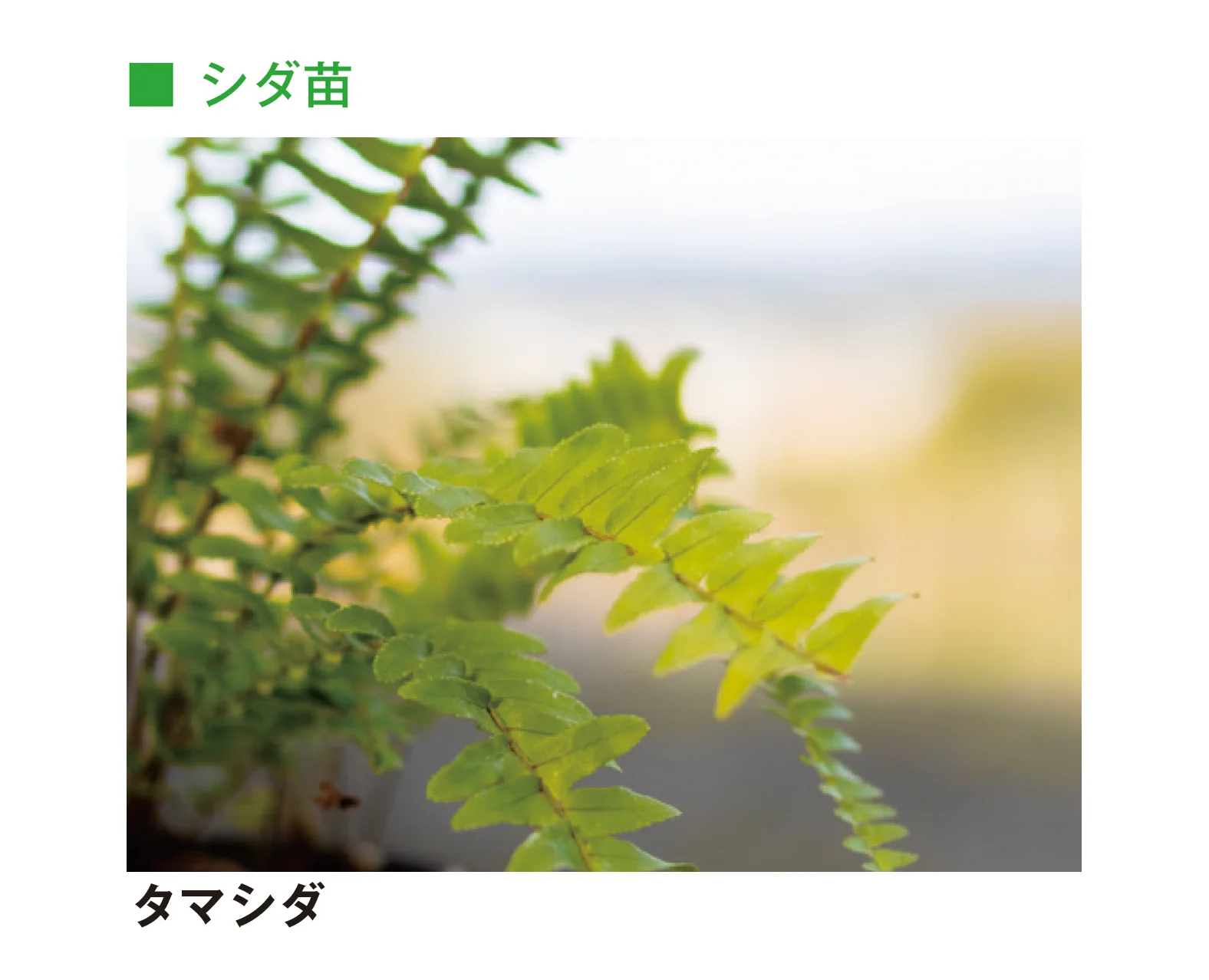 メイクランドの「草木・苗木」のサブ画像10