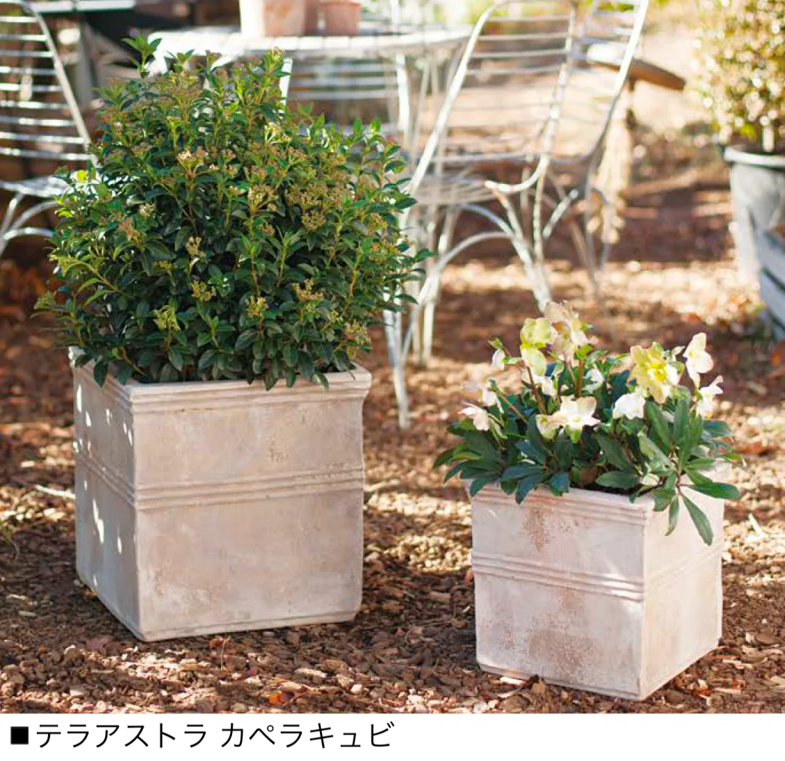 オンリーワンクラブの「テラアストラ」