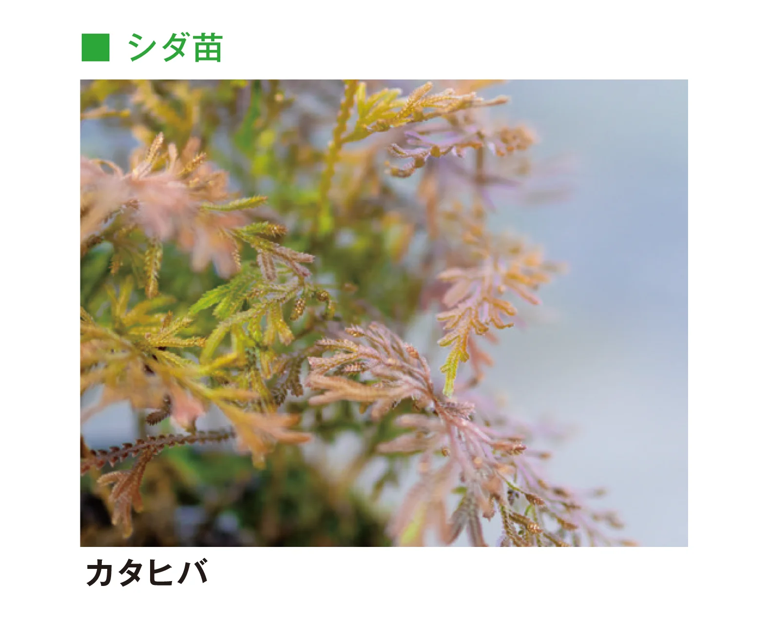 メイクランドの「草木・苗木」のサブ画像6