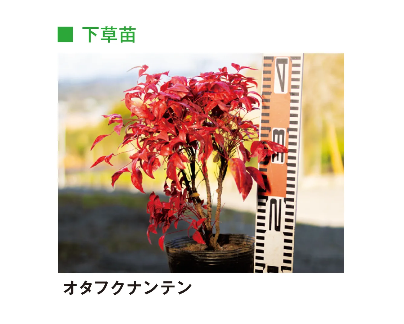 メイクランドの「草木・苗木」のサブ画像23