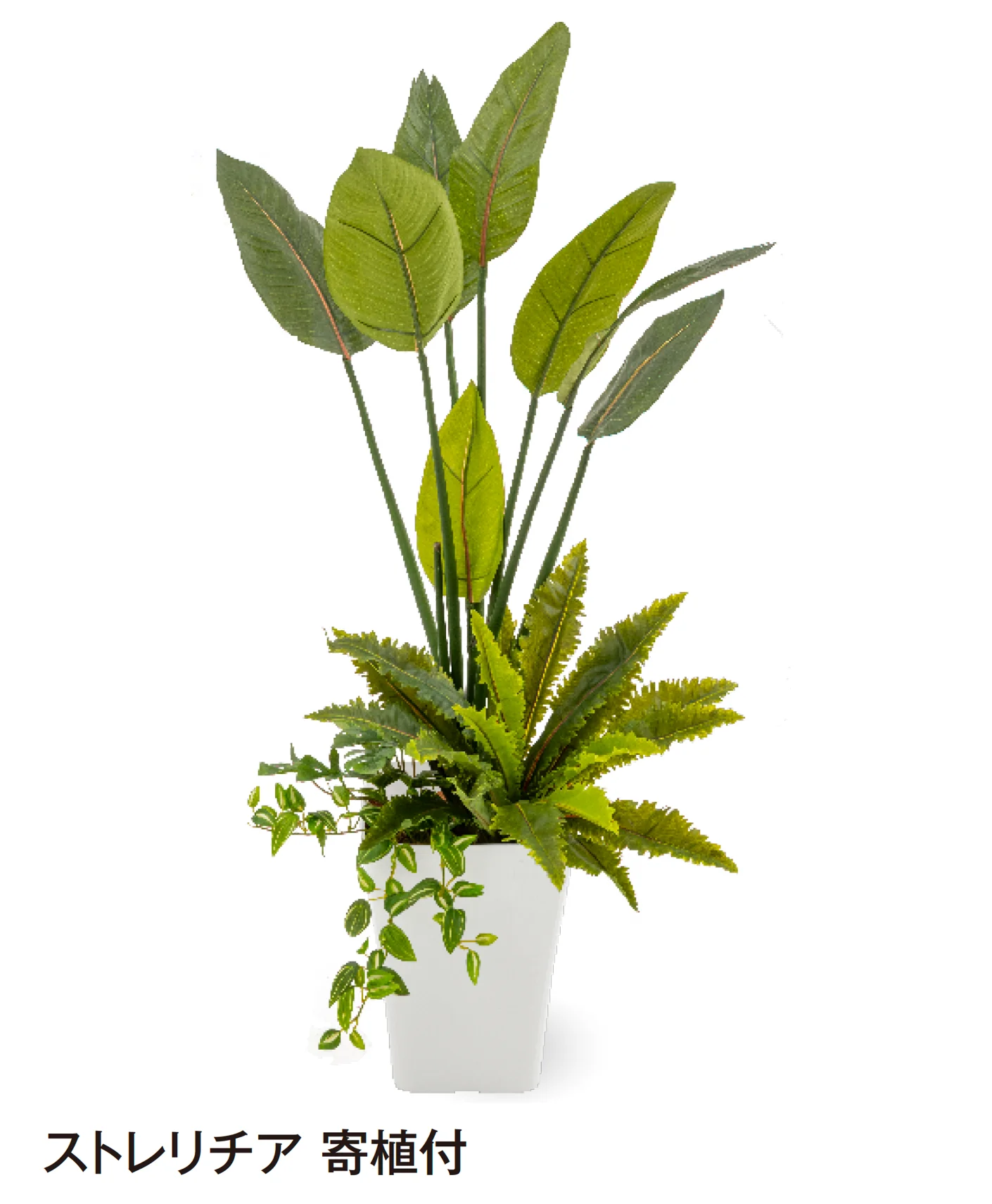 タカショー | 観葉植物 | 建材サーチ