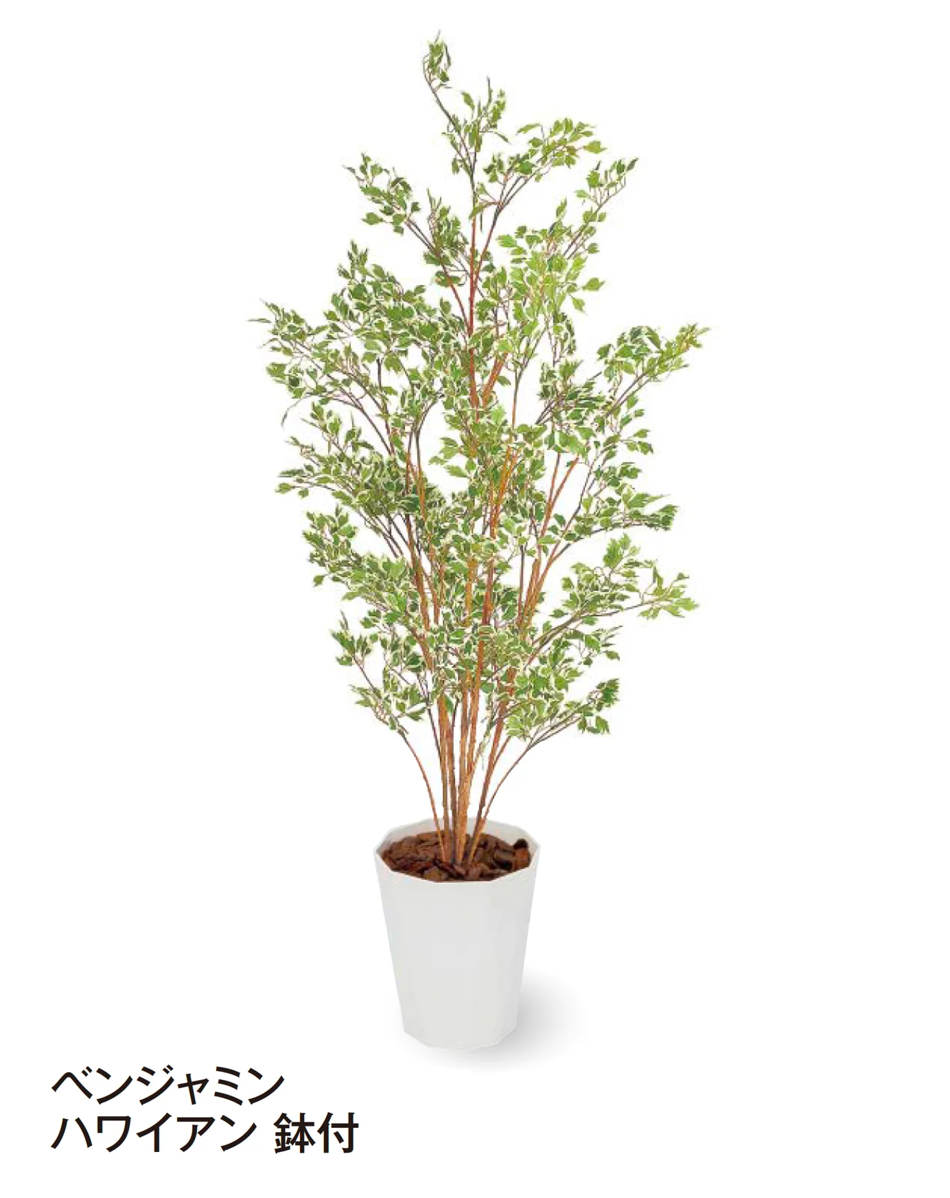 タカショー | 観葉植物 | 建材サーチ