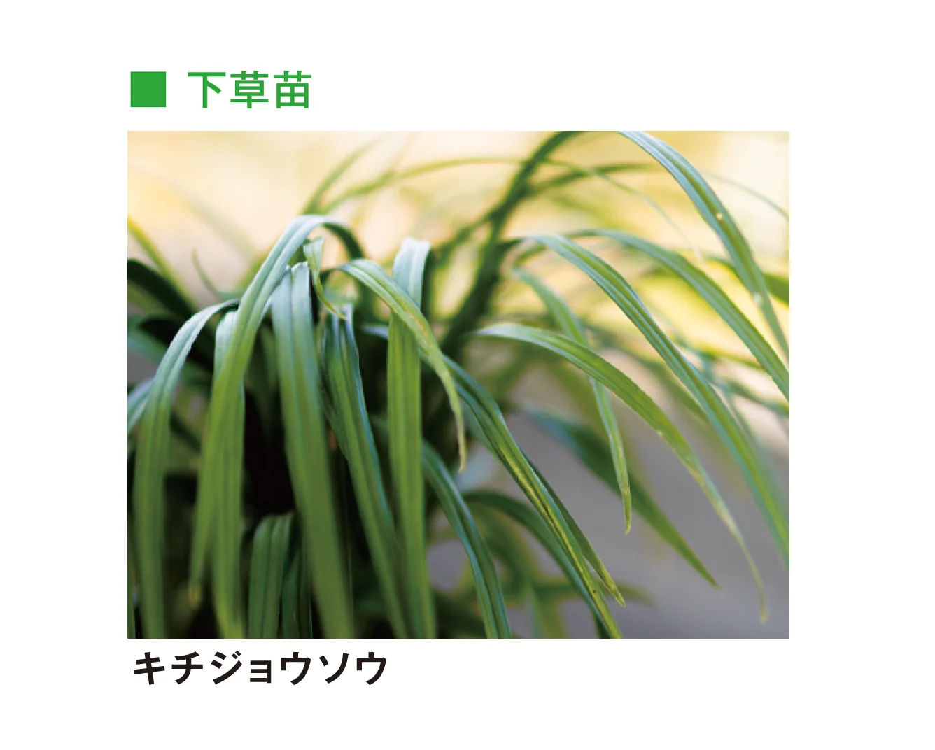 メイクランドの「草木・苗木」のサブ画像28