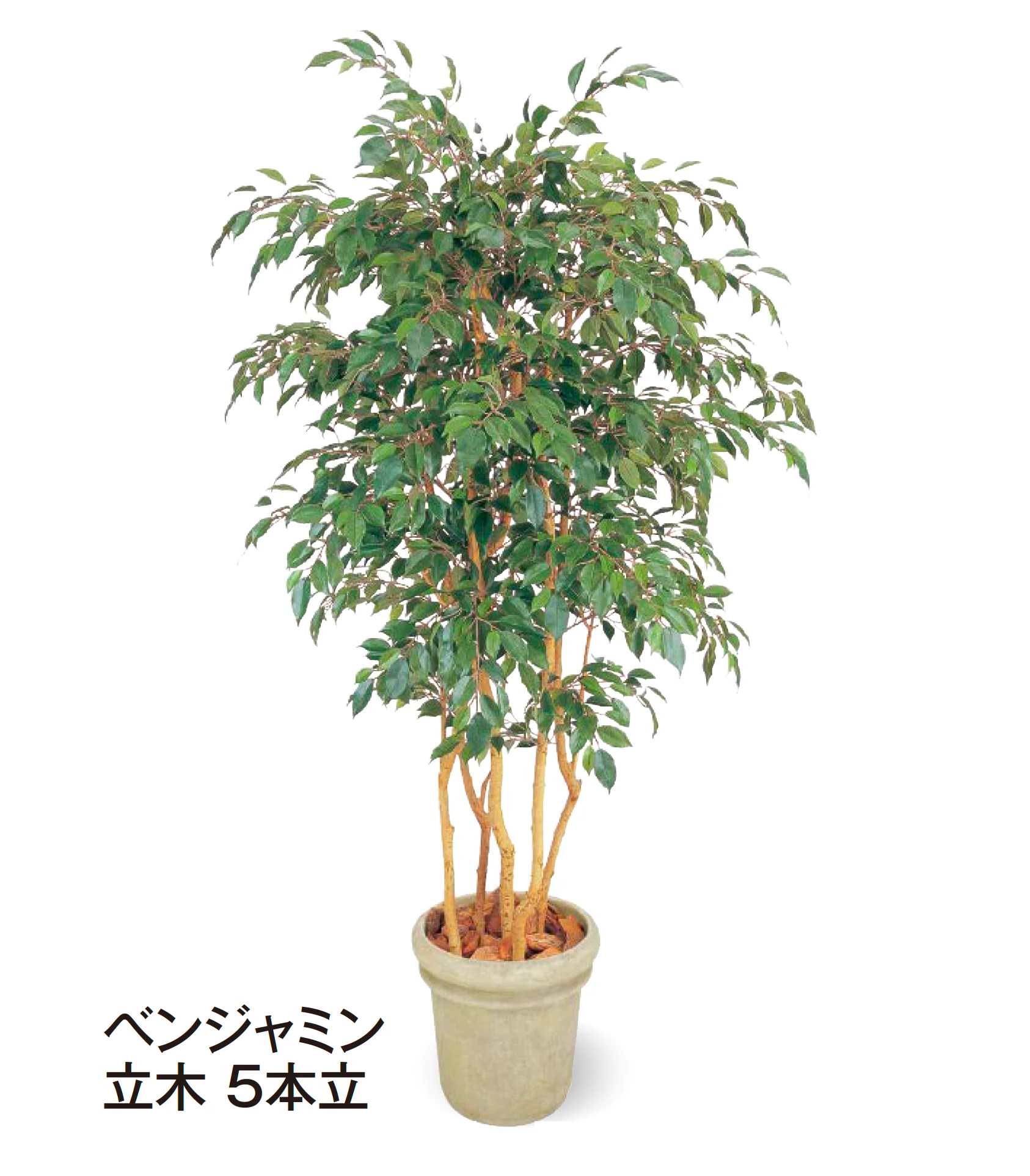 タカショーの「観葉植物」のサブ画像5