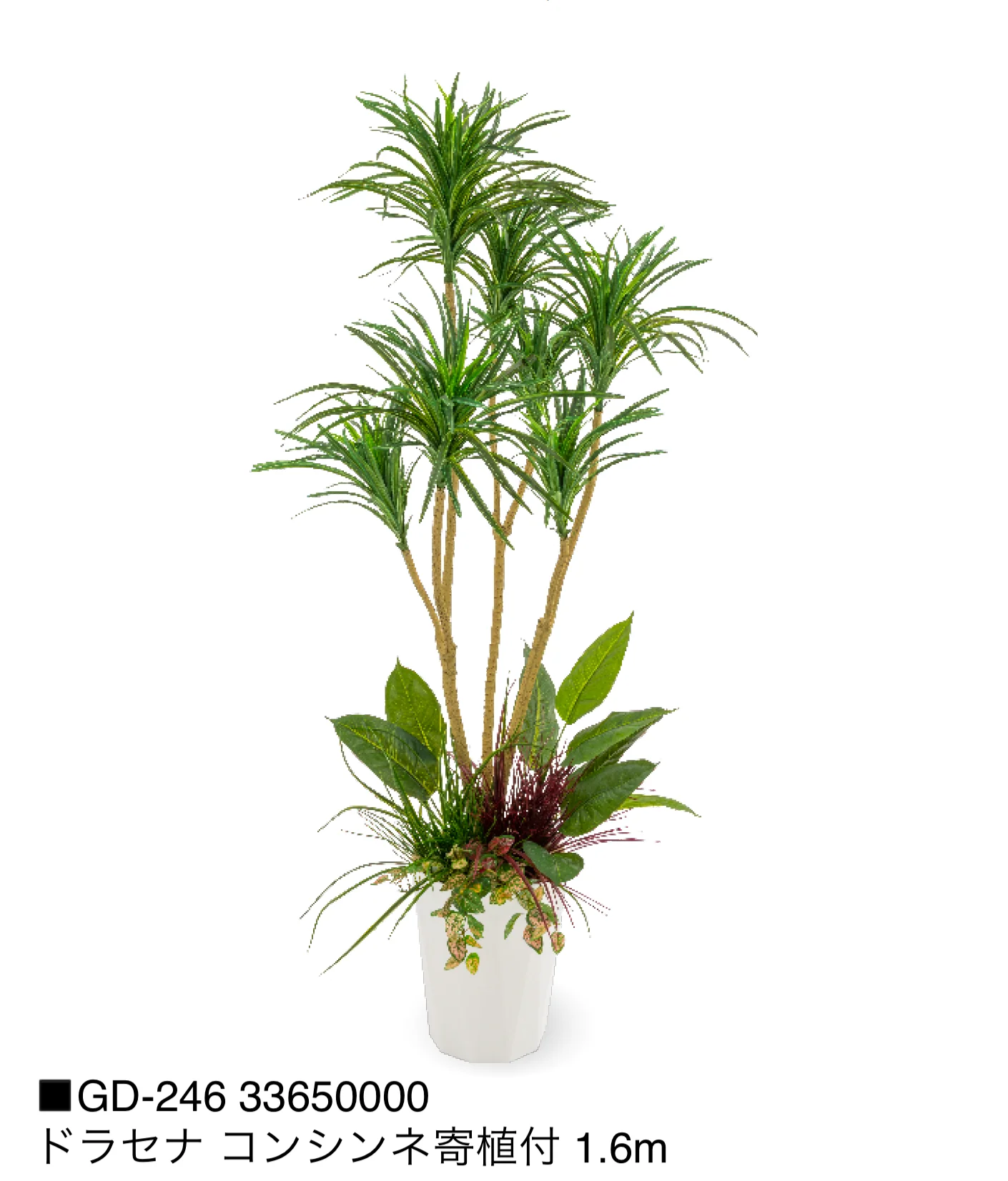 タカショーの「観葉植物【2025年版】」のサブ画像22