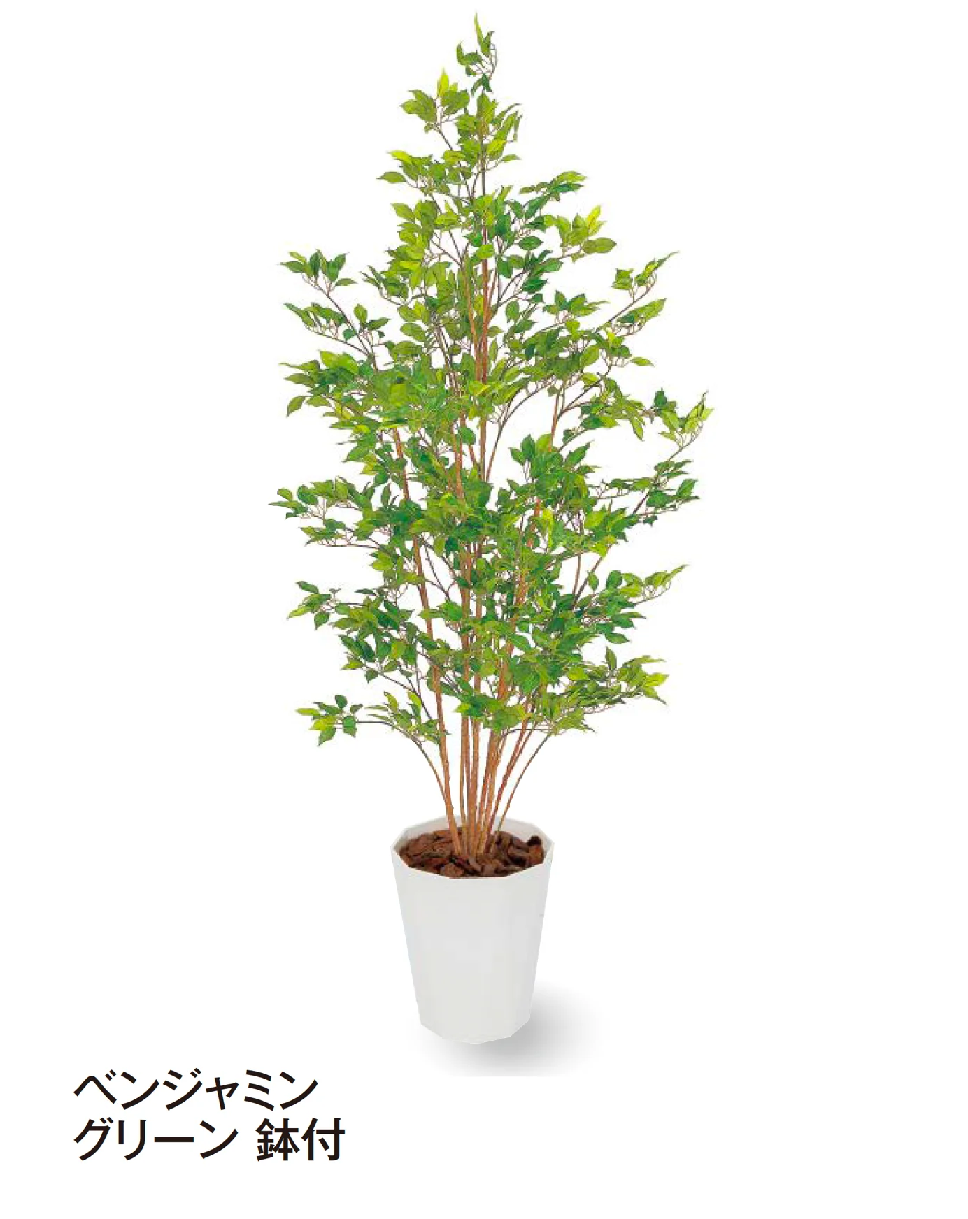 タカショー | 観葉植物 | 建材サーチ