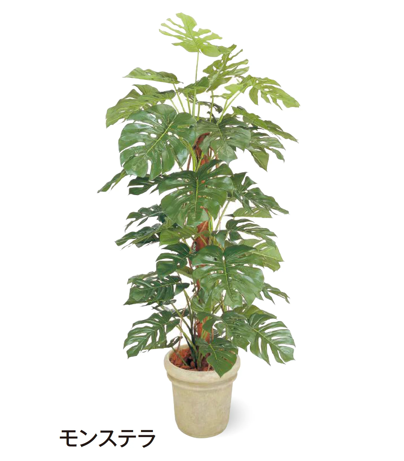 タカショー | 観葉植物 | 建材サーチ
