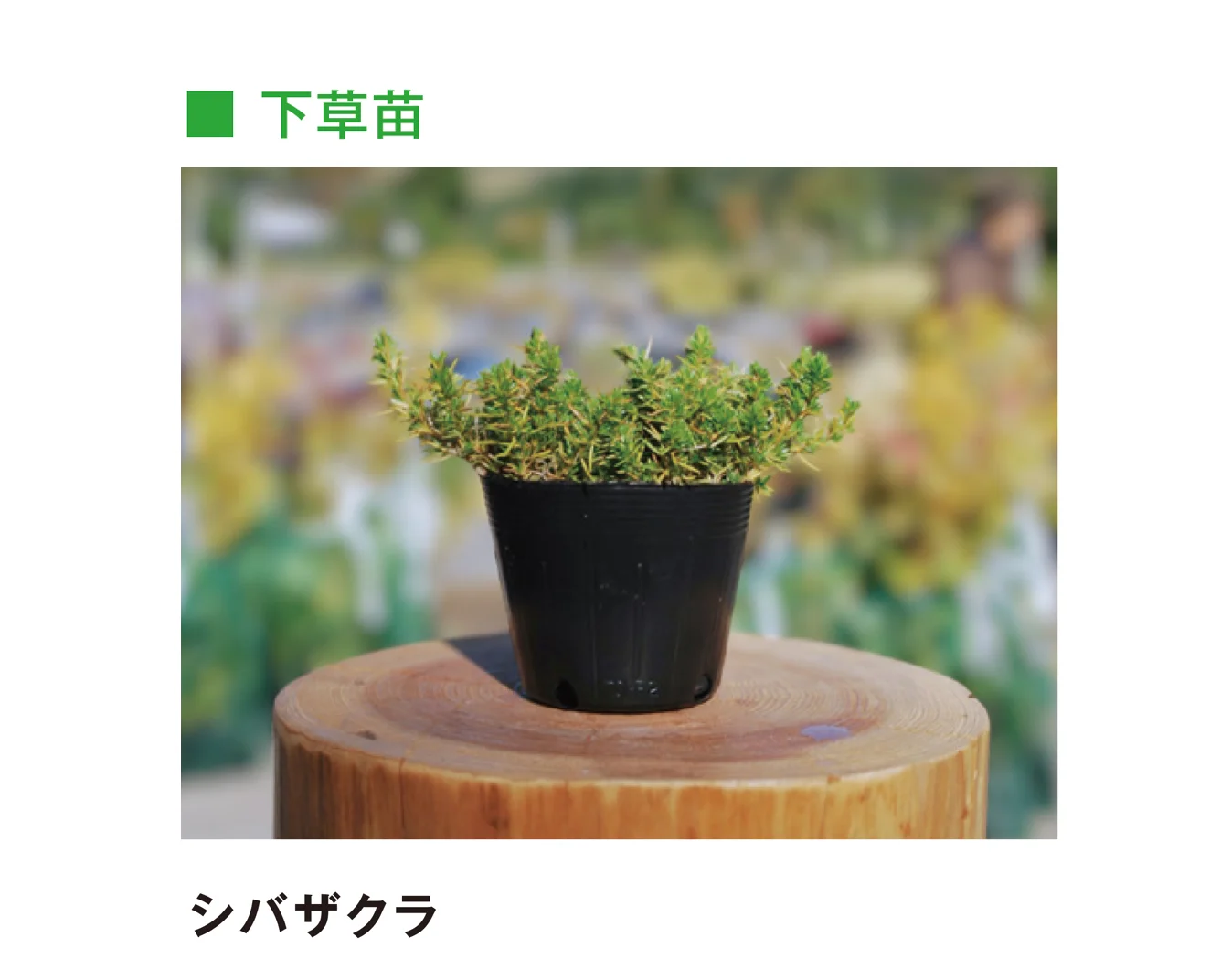 メイクランドの「草木・苗木」のサブ画像35