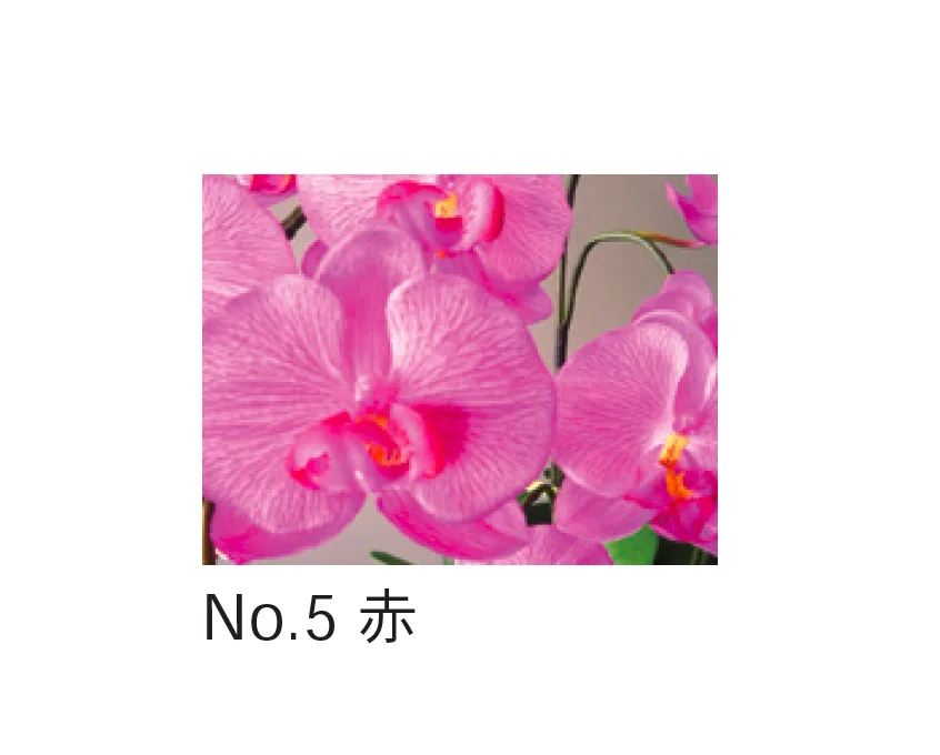 Bullsの「アートフラワー 胡蝶蘭」のサブ画像5