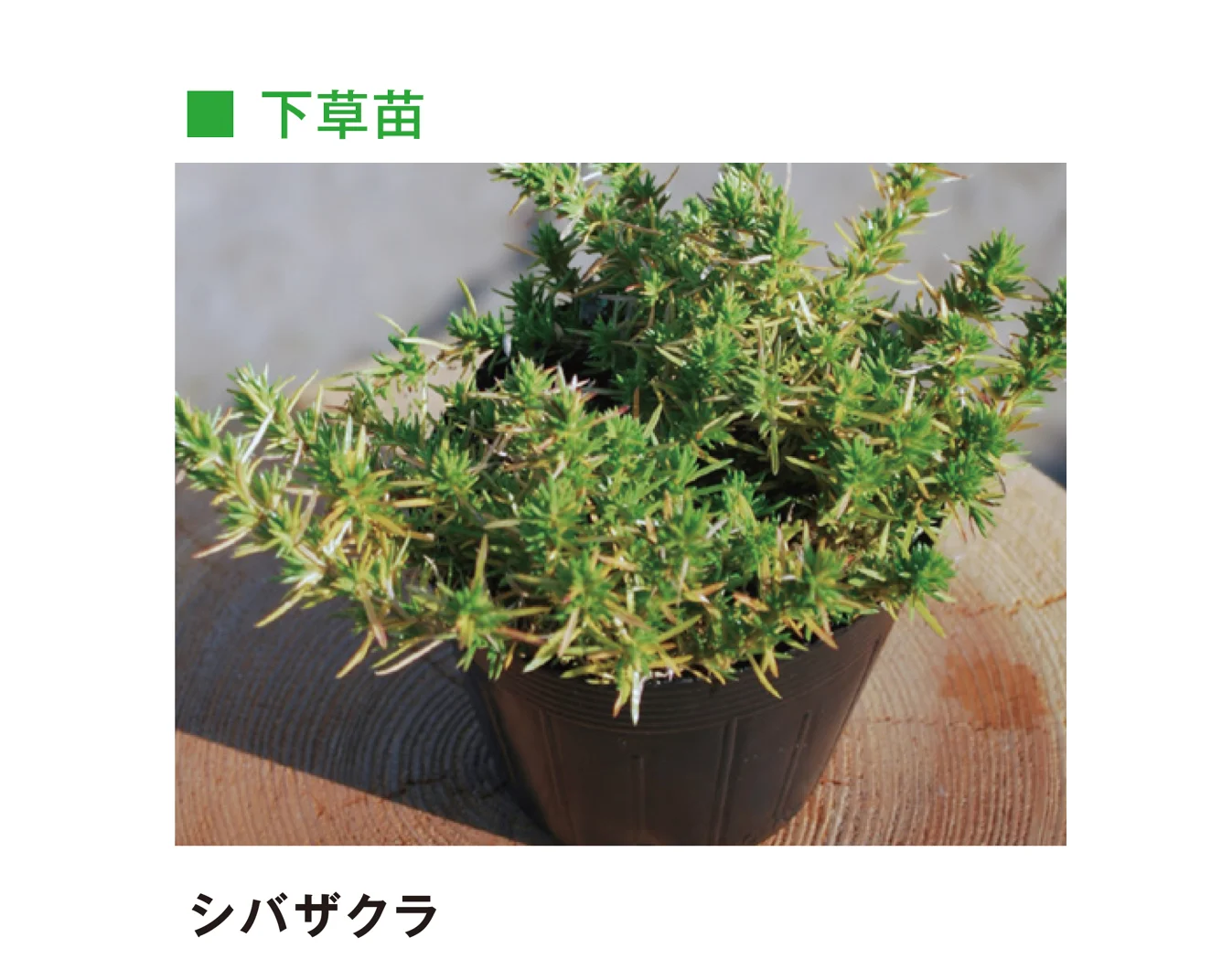メイクランドの「草木・苗木」のサブ画像36