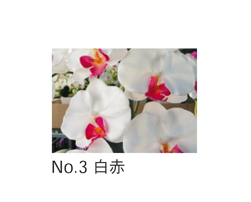 Bullsの「アートフラワー 胡蝶蘭」のサブ画像3