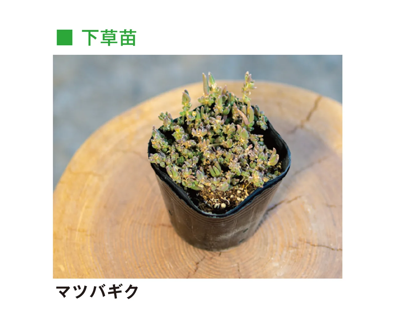 メイクランドの「草木・苗木」のサブ画像40