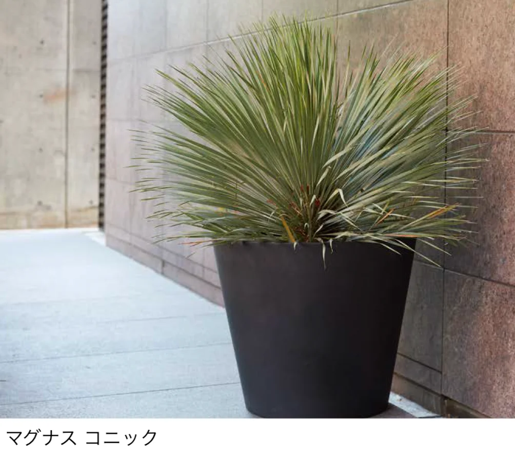 オンリーワンクラブの「マグナス」のサブ画像4